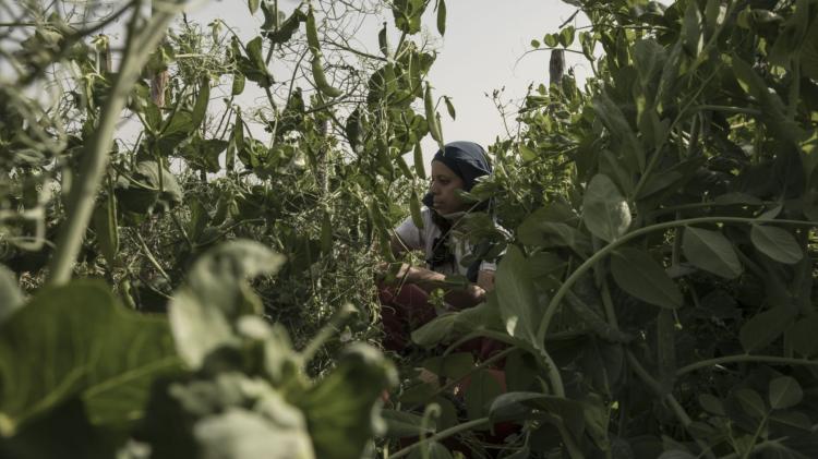 CINEMA | AGROECOLOGIA EM MOVIMENTO - Um filme sobre AMAPs e CSAs