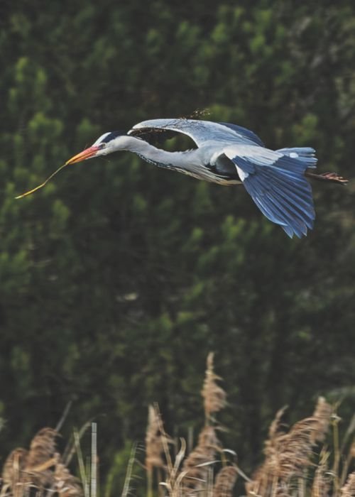 Horário XL da Lagoa Pequena