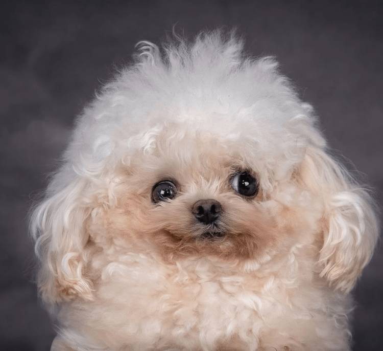 Joana Magalhães / Plataforma UMA - AMORES PERROS (PARTE 1): MATILHA