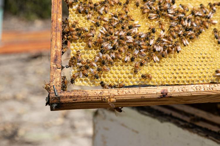 Mensageiras dos Deuses, Trabalhadoras Incansáveis: Abelhas e Apicultura no Montado