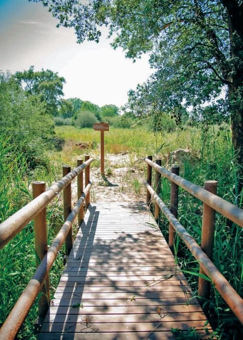 A Várzea e a sua Fauna e Flora no Verão