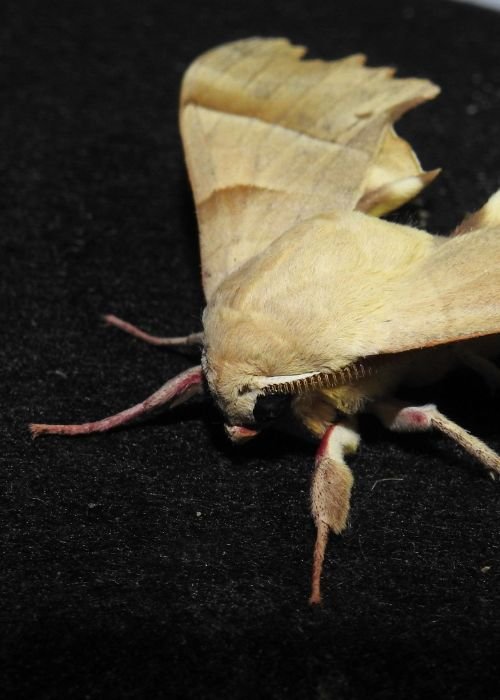 Noite das Borboletas: Luzes, Asas e Mistério