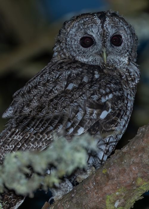 Um Aventura ao Luar na Lagoa Pequena