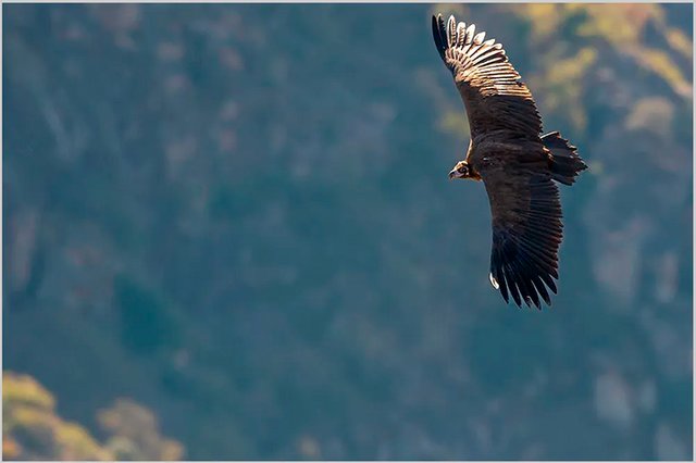 Noites de Cinema | Côa Mais Selvagem