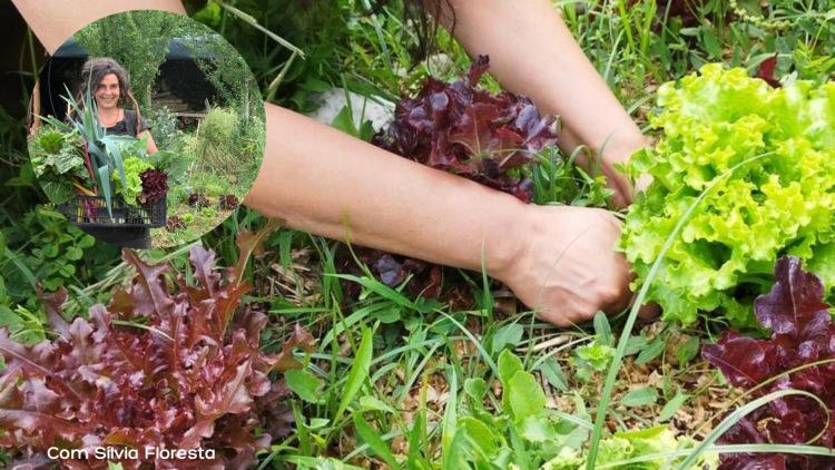 Horta em Permacultura 