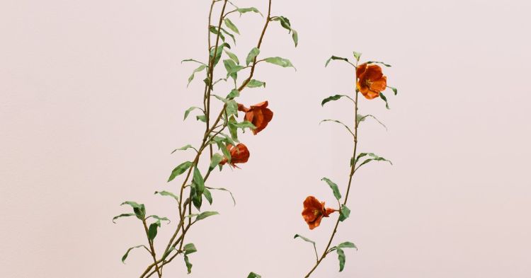 Reluctant Gardener - Território #9