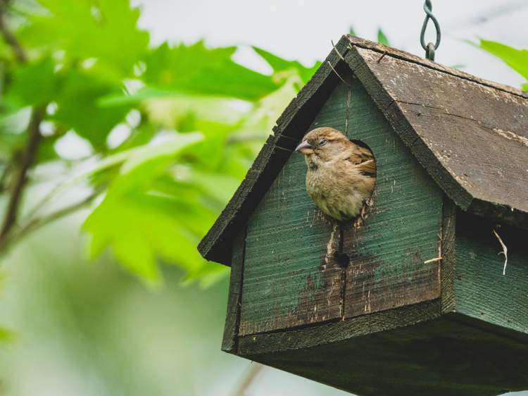 De tal ninho, tal passarinho