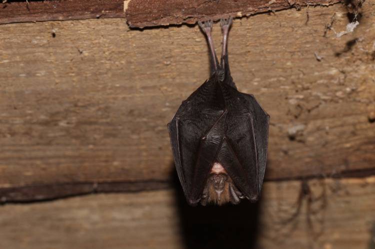 Workshop Mamíferos voadores: Explorando o mundo dos Morcegos