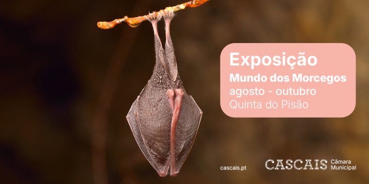 Exposição 'Morcegos'