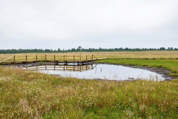 Controlo de invasoras nos Charcos Temporários Mediterrânicos