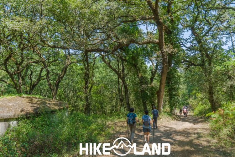 Pelos Trilhos da Mata Nacional do Vimeiro | Alcobaça