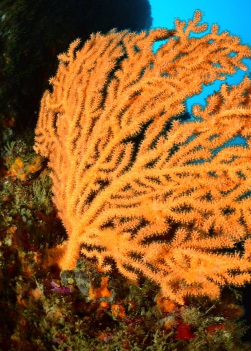 Um Mergulho no Oceano