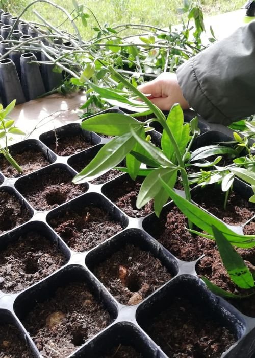 Oficina de Estacaria de Aromáticas