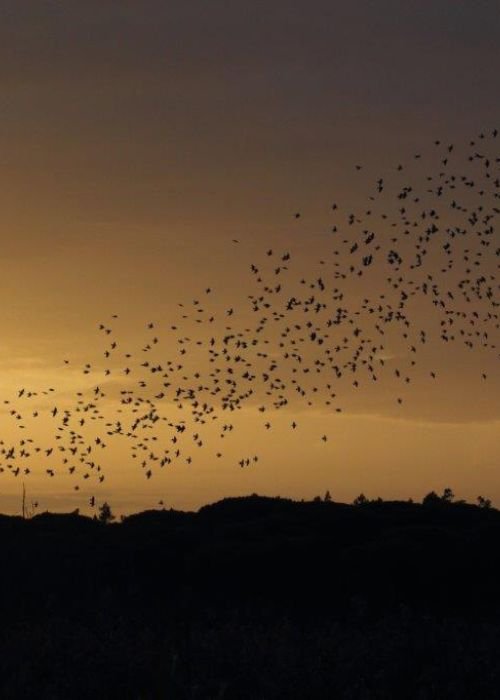 O Espetáculo dos Estorninhos