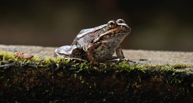 Rio Ceira da Nascente até à Foz