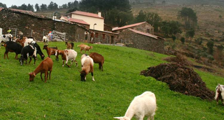 Voluntariado para a Reflorestação
