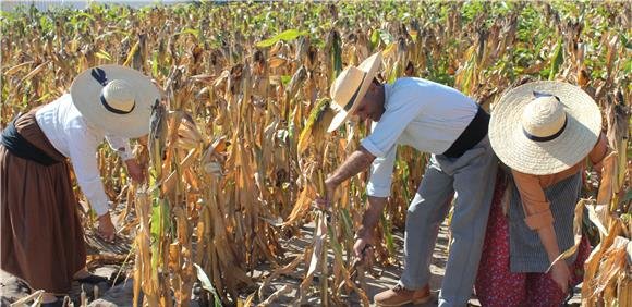 APANHA TRADICIONAL DO MILHO