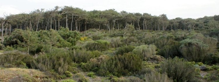 PASSEIO NA NATUREZA - Habitats naturais do pinhal de proteção 