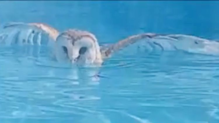 ISOBEL ATACUS | «there but for the»