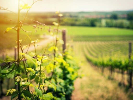 O ALGARVE, LAGOS E O VINHO: VISITA GUIADA “OS VINHOS NA HISTÓRIA E NA PAISAGEM DE LAGOS”, com Artur de Jesus e Hélder Nogueira