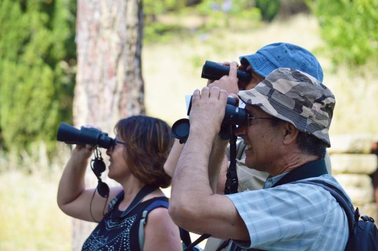 Observação de Aves no Parque da Paz