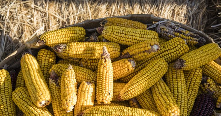 Desfolhada Tradicional