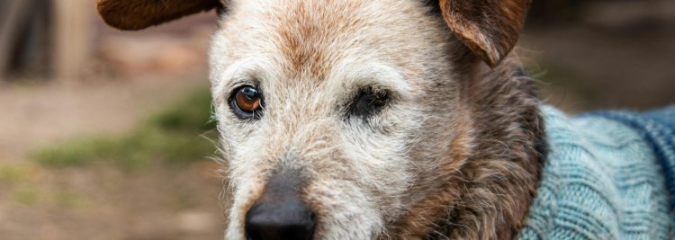 El perro senior, herramientas para su bienestar diario