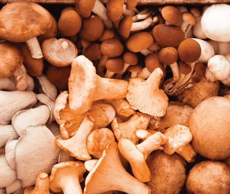 Workshop “Produção de Cogumelos”