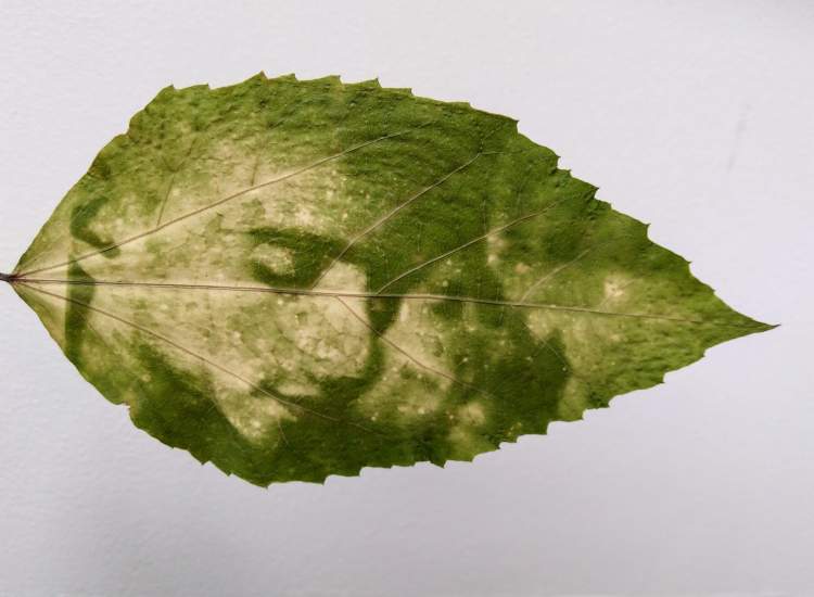 Natureza (Foto) Sensível