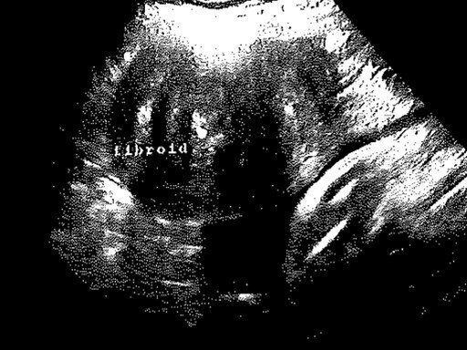 Following the More-than-Human. Multimodal Methods and Approaches
