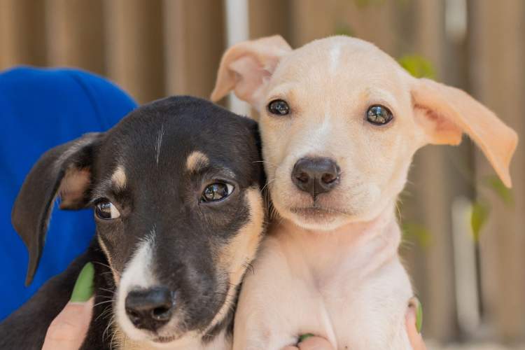 Feira de adoção animal