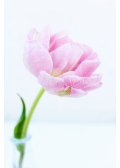 Dia Mundial da Menopausa - MenoS Tabu