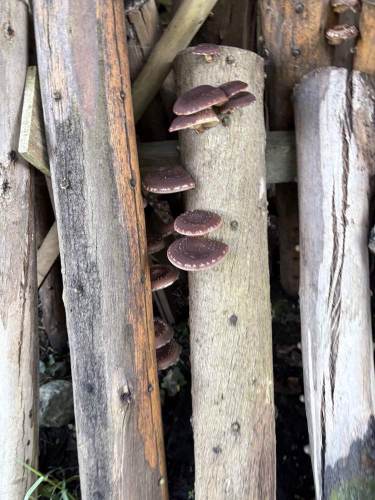 Cultivo Caseiro de Cogumelos