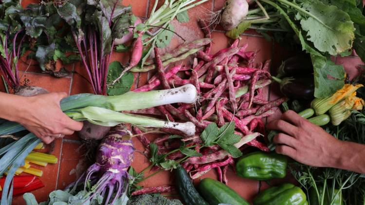Encontro dos Cuidadores do Jardim - Semeio e Plantio no Canteiro