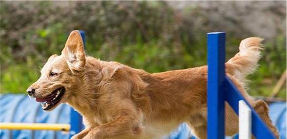 X Prova do Campeonato Nacional de Obediência Desportiva