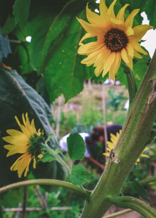 Uma Alimentação Baseada em Alimentos Autóctones e Produtos Locais