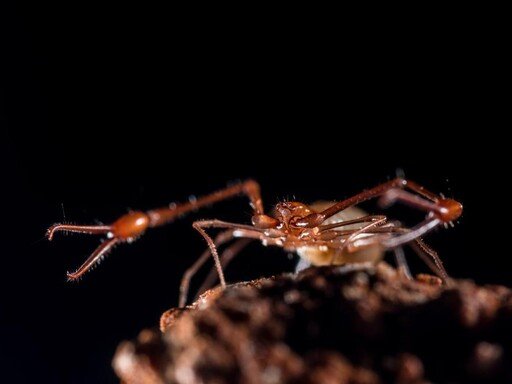 Exposição 'Algarve | Hotspot de Biodiversidade Cavernícola'