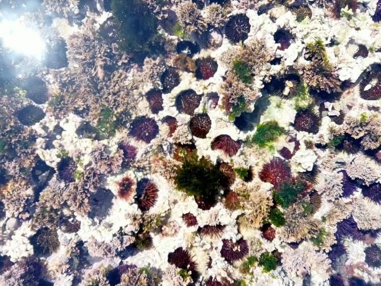 Biodiversidade marinha na Praia da Assenta