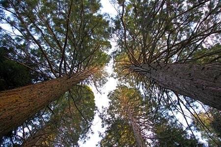 REFLORESTAÇÃO | Guarda a Crescer Campanha de Reflorestação da Guarda