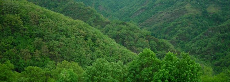 ODS en Acción. Conferencia: Bosques y Cambio Climático. Retos y oportunidades