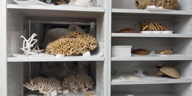 Dia Nacional do Mar: Nos Bastidores do Oceano – As reservas do Museu do Mar Rei D. Carlos