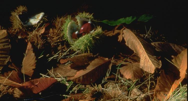 Magusto Comunitário na Barroca
