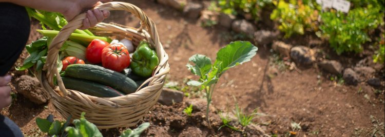 La huerta ecológica Ed. 2025-26