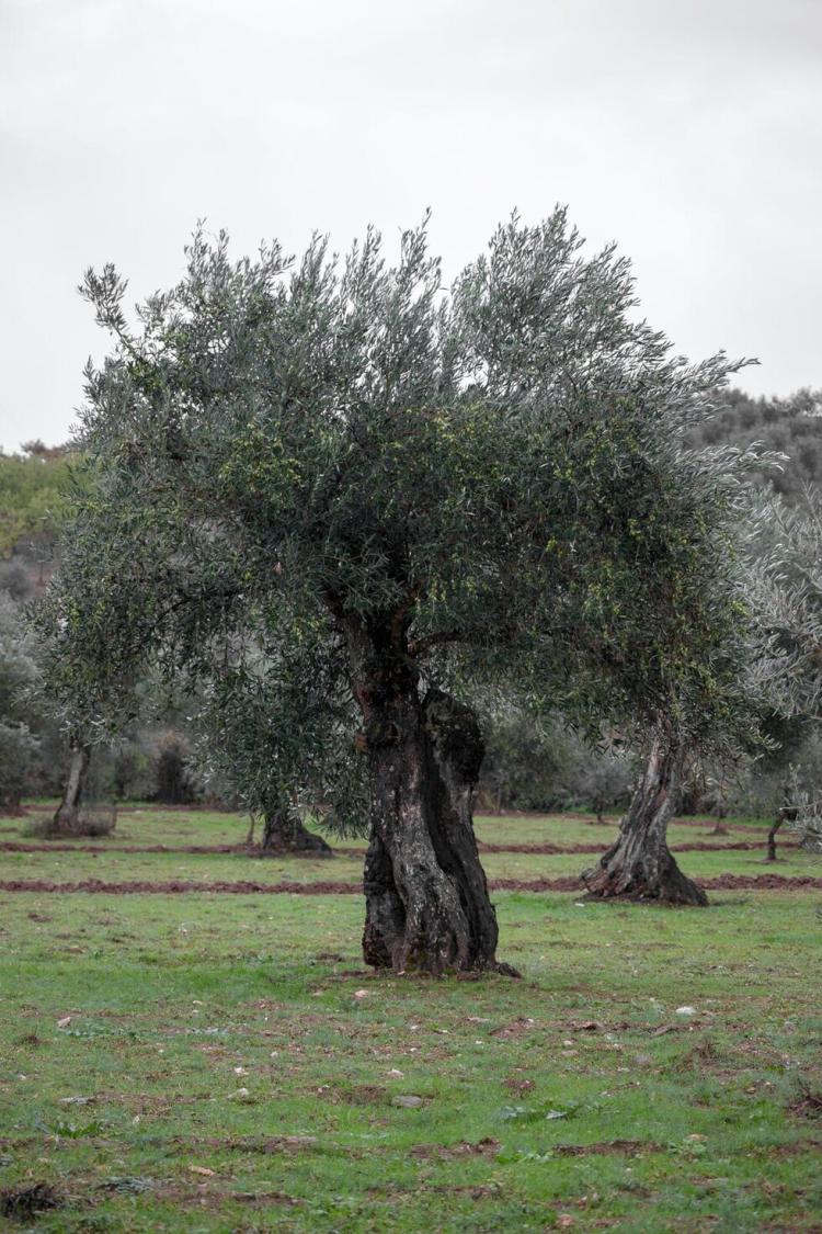 Comemorações do Dia Mundial da Oliveira