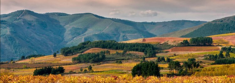 Paisajes del vino: patrimonio y construcción territorial