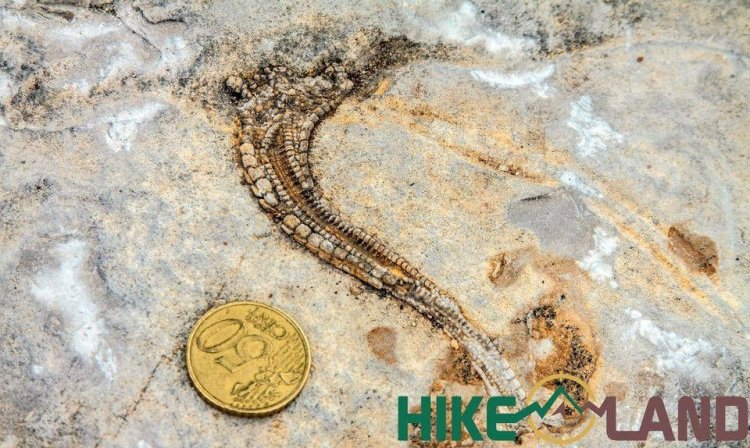 Pelos Trilhos da Praia Jurássica | PNSAC