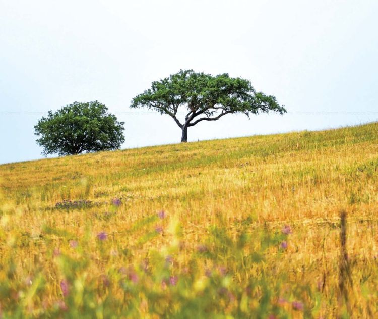 Celebração do Dia da Floresta Autóctone
