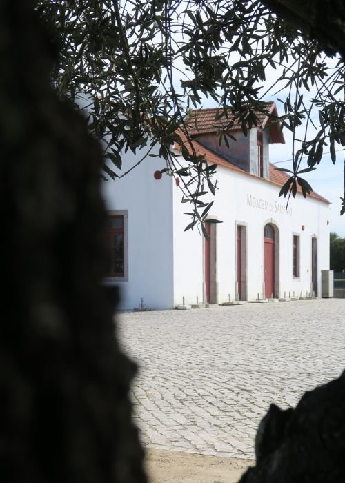 São Martinho comemora-se na Moagem de Sampaio