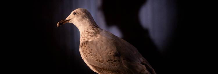 Só Mais Uma Gaivota [teatro]