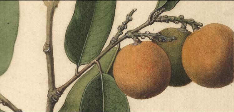 A(R)RISCAR — CICLO DE ILUSTRAÇÃO CIENTÍFICA